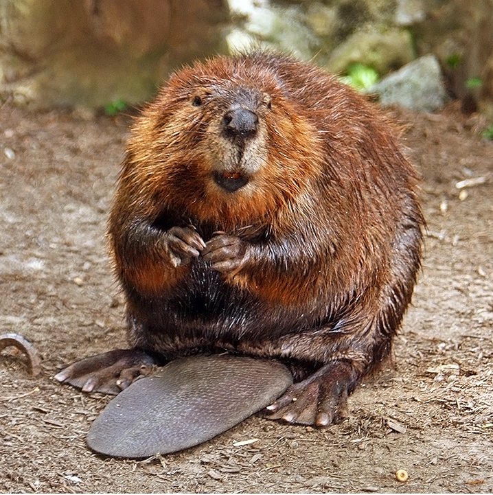 what do beavers eat